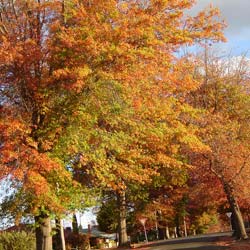 Autumn Colours1